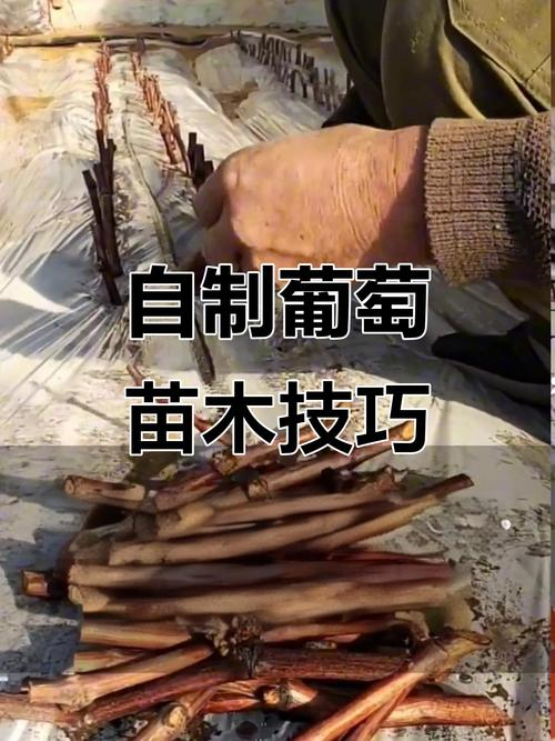 葡萄苗怎么插种植方法