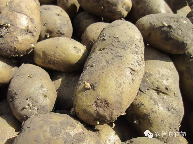 马铃薯高产种植技术