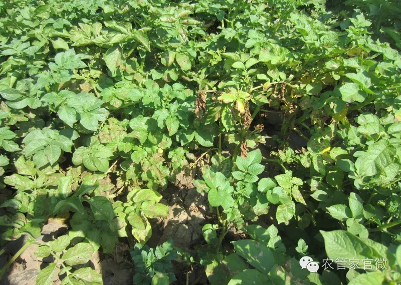 马铃薯高产种植技术