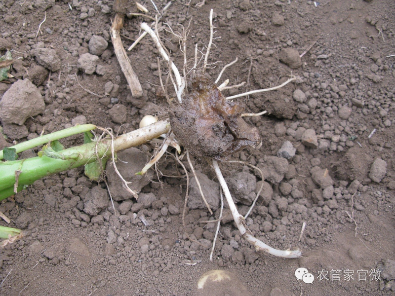 马铃薯高产种植技术