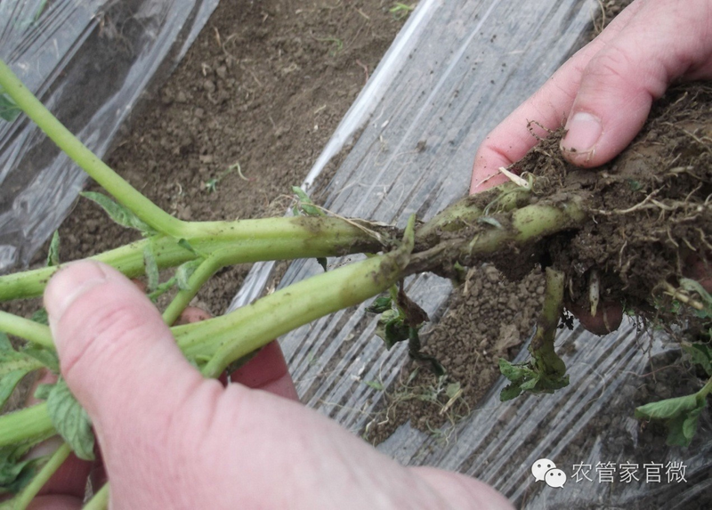 马铃薯高产种植技术