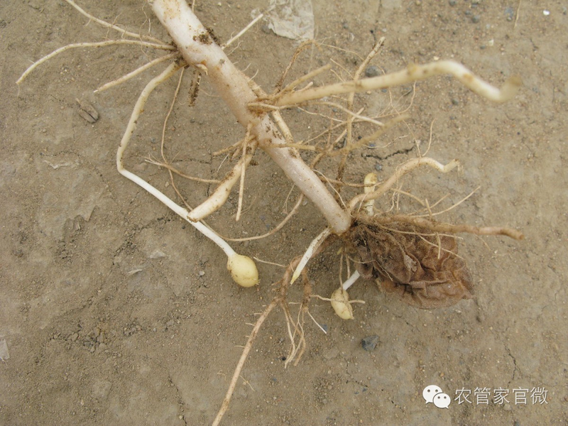 马铃薯高产种植技术