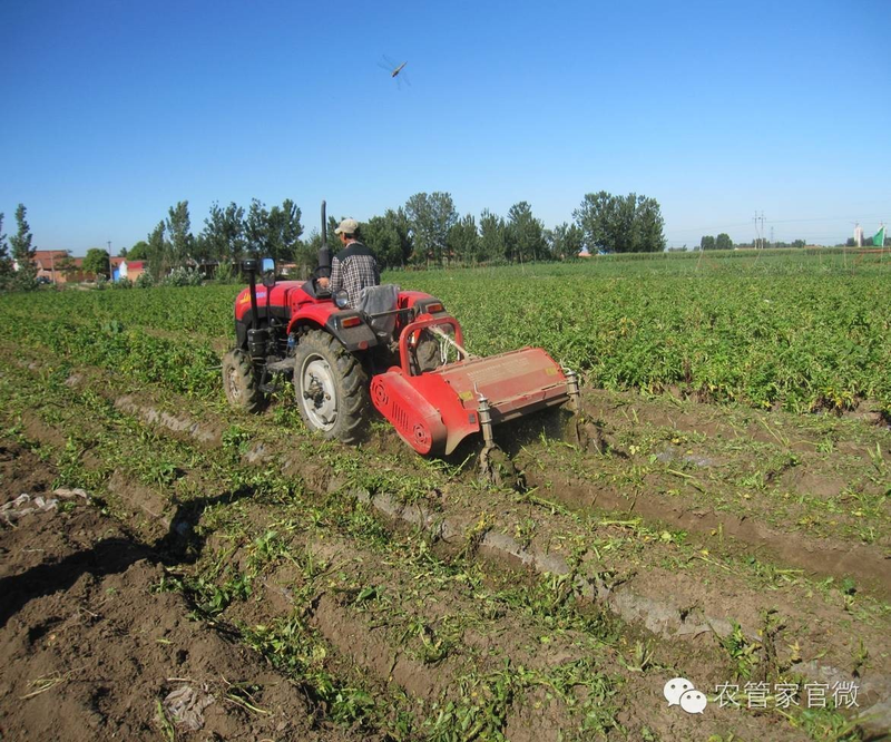 马铃薯高产种植技术