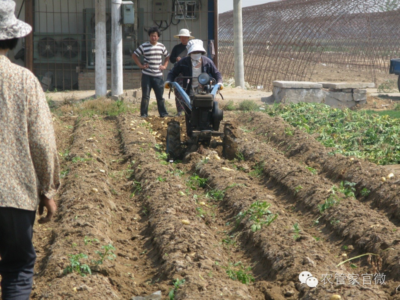 马铃薯高产种植技术