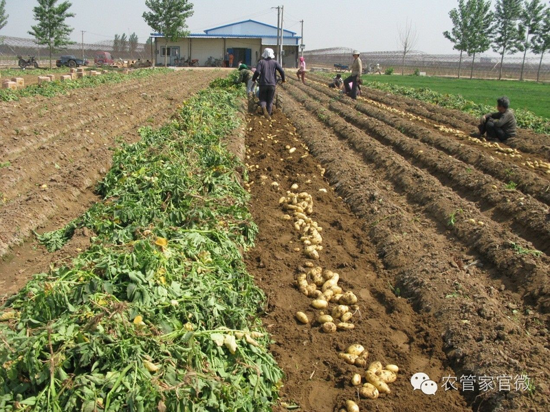 马铃薯高产种植技术