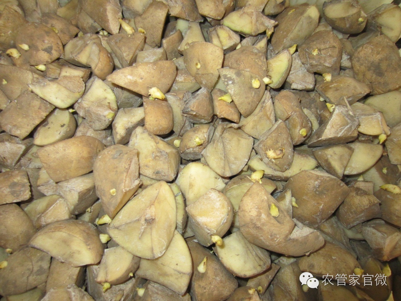 马铃薯高产种植技术