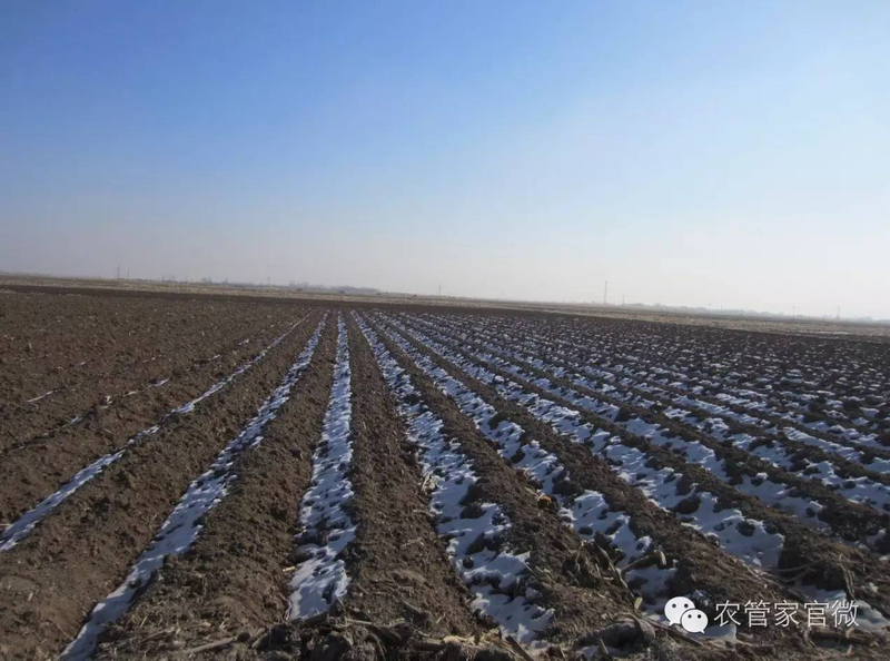 马铃薯高产种植技术