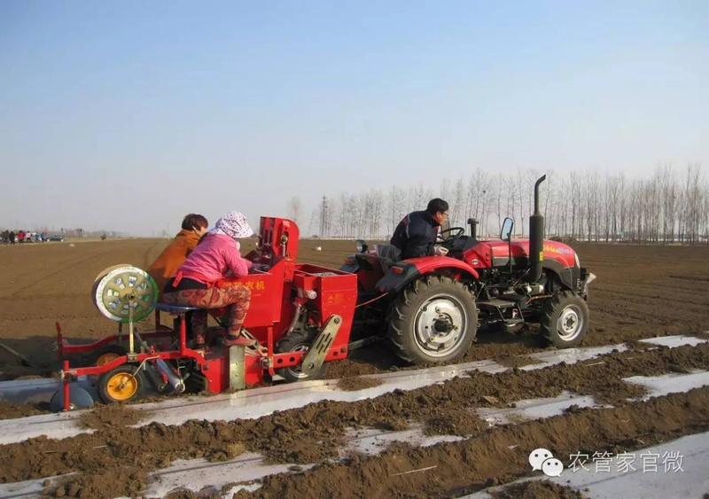 马铃薯高产种植技术