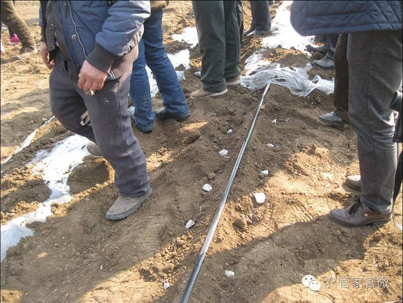 马铃薯高产种植技术