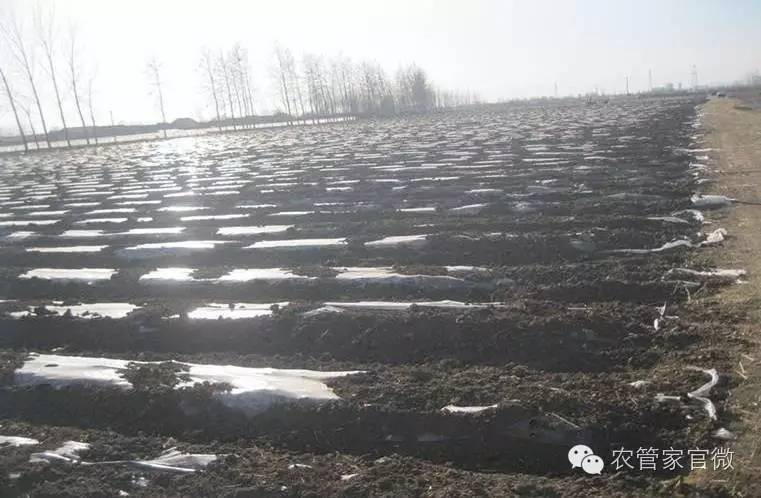 马铃薯高产种植技术