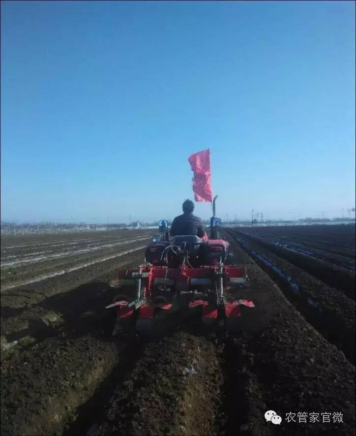 马铃薯高产种植技术