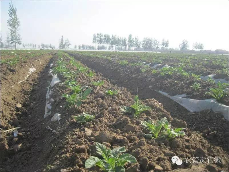 马铃薯高产种植技术