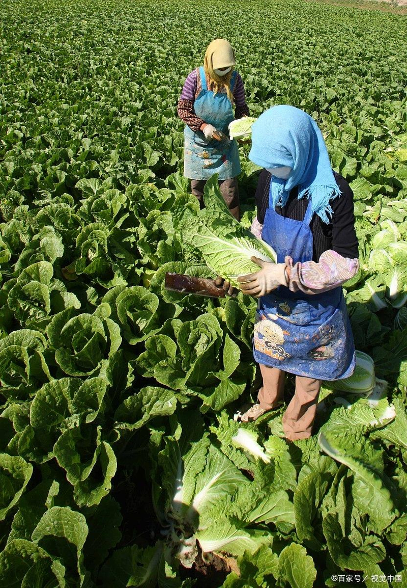白菜的种植方法