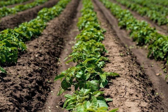 马铃薯高产种植技术