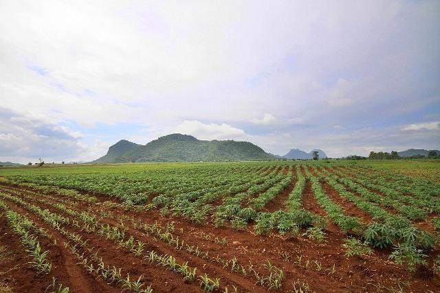 马铃薯高产种植技术