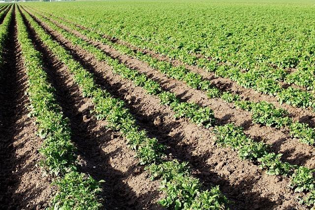 马铃薯高产种植技术