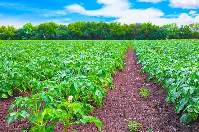 马铃薯高产种植技术