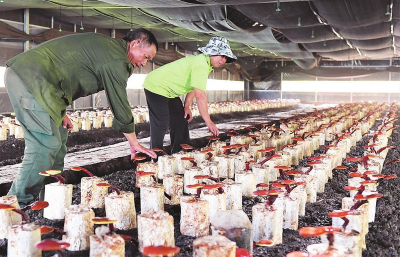 郴州食用菌种植技术