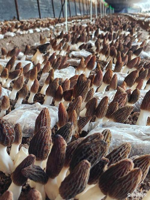 郴州食用菌种植技术