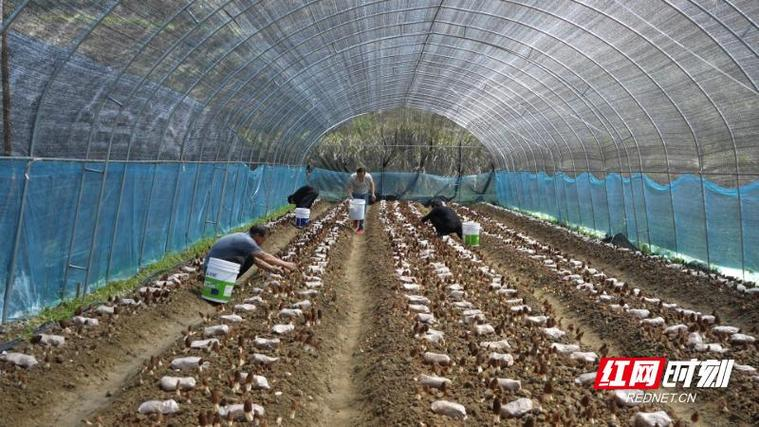 郴州食用菌种植技术