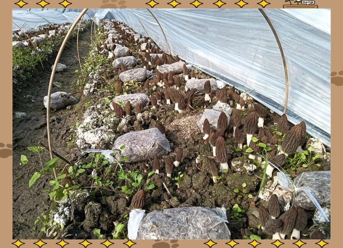 郴州食用菌种植技术