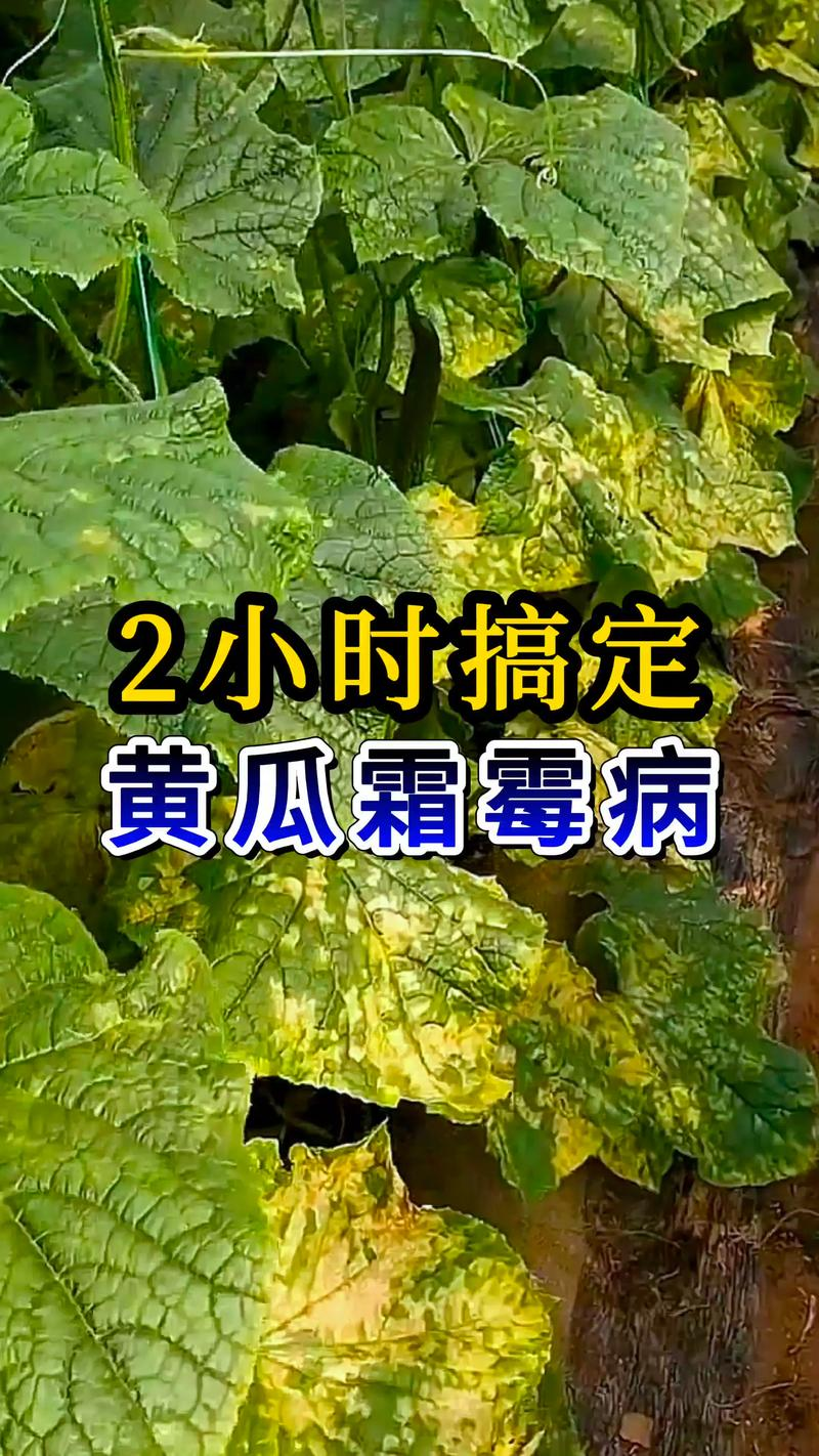 Fruit cucumber cultivation techniques in large sheds