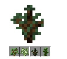 核桃树的种植技术