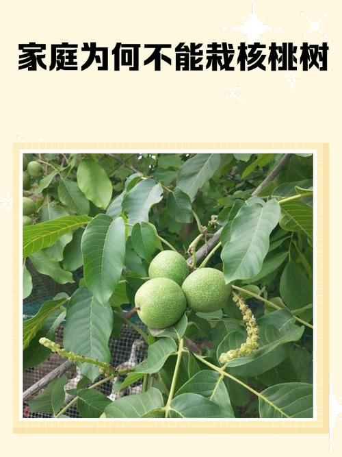 核桃树的种植技术