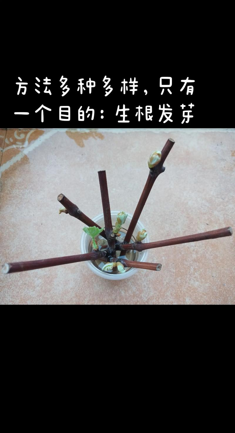 葡萄苗怎么插种植方法
