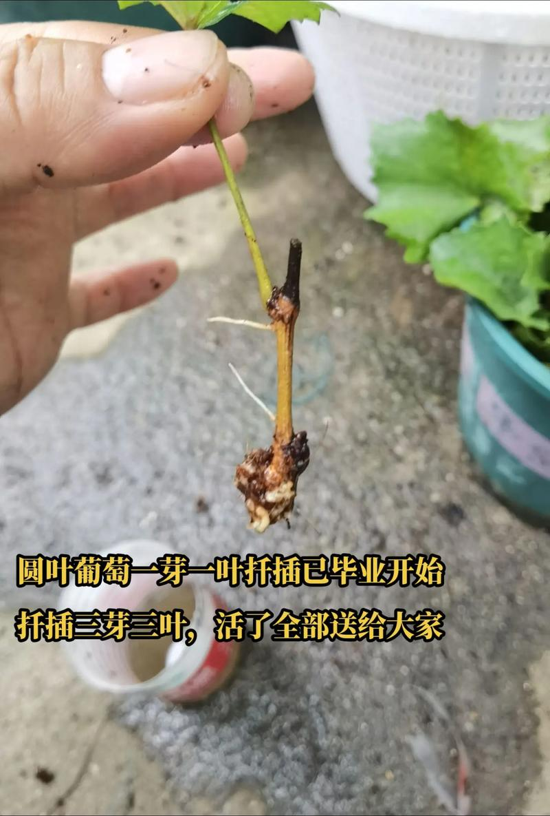 葡萄苗怎么插种植方法