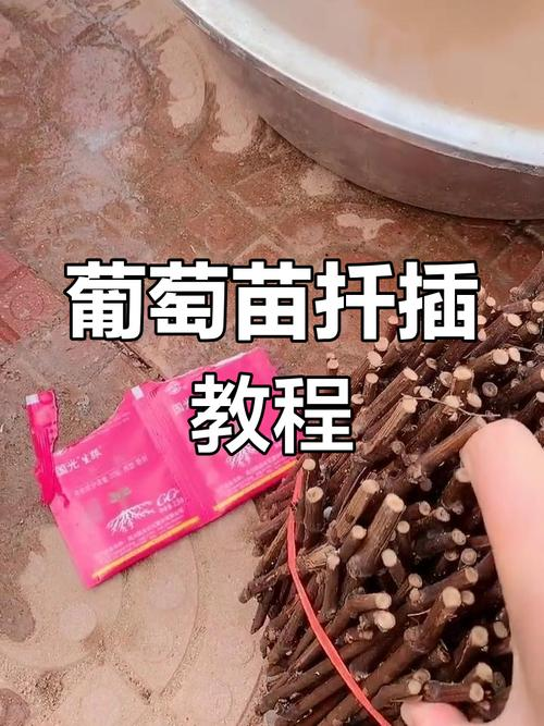 葡萄苗怎么插种植方法