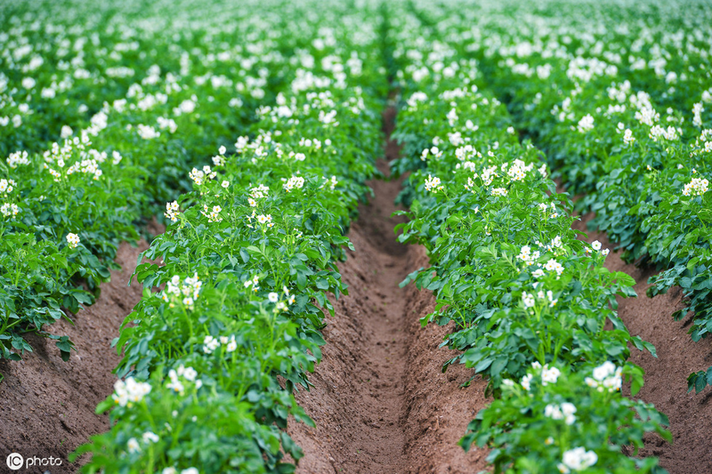 High potato production techniques