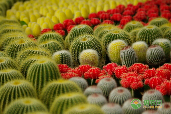 仙人掌怎么种植方法