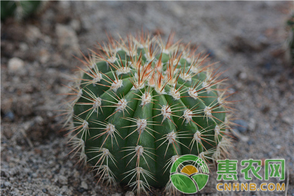 仙人掌怎么种植方法