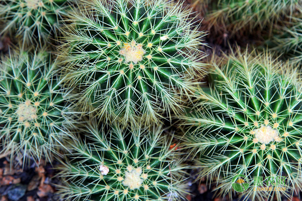 仙人掌怎么种植方法