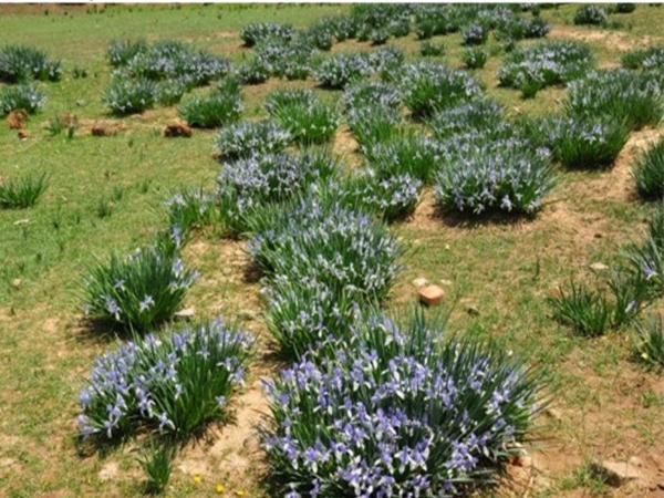 Maramite cultivation methods