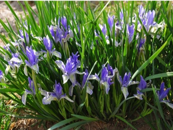 Maramite cultivation methods