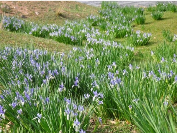 Maramite cultivation methods
