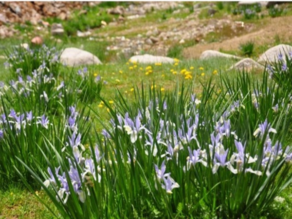 Maramite cultivation methods