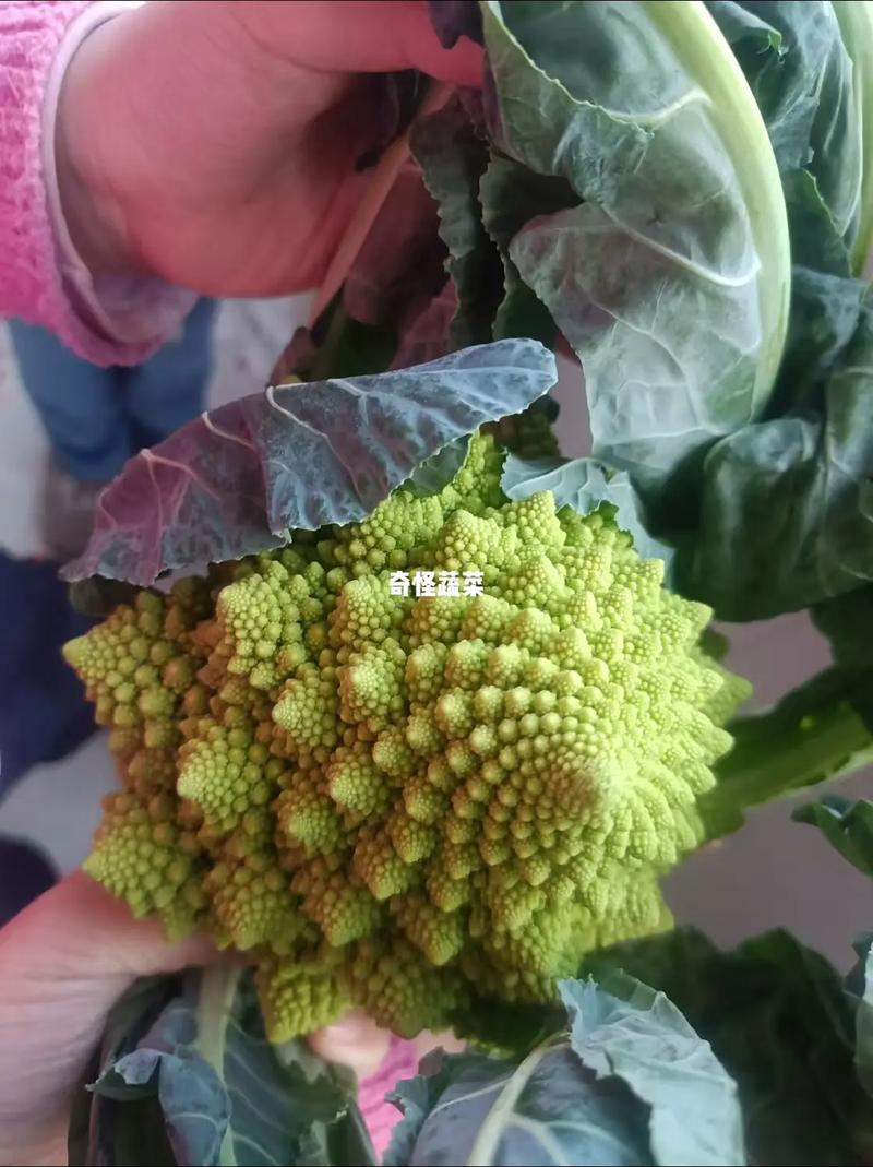 秋冬大棚黄瓜种植技术