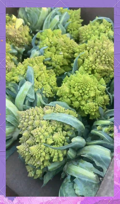 秋冬大棚黄瓜种植技术