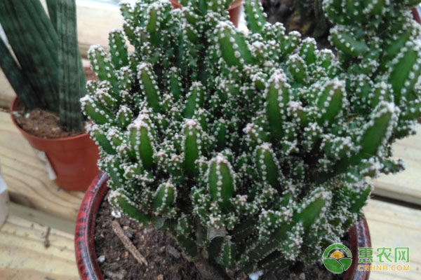 How do you grow cactus