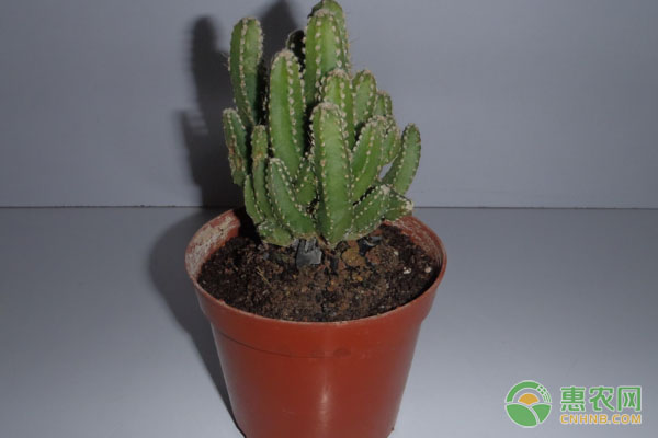 How do you grow cactus