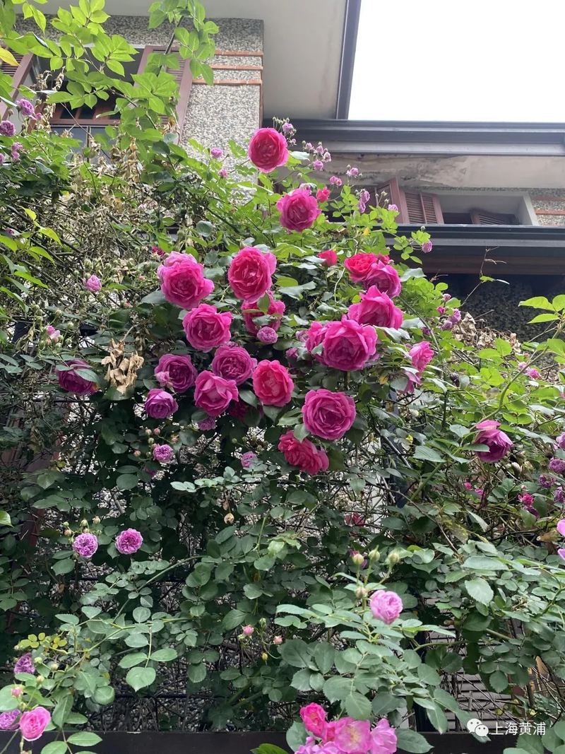 Picture of the method of breeding the season flowers