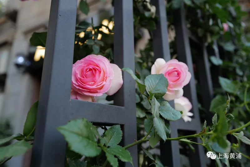 Picture of the method of breeding the season flowers