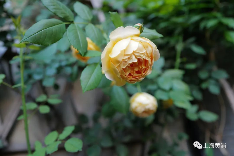 Picture of the method of breeding the season flowers