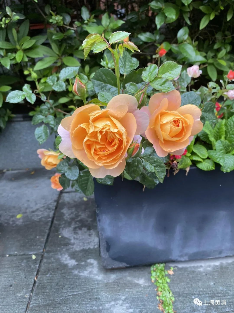 Picture of the method of breeding the season flowers