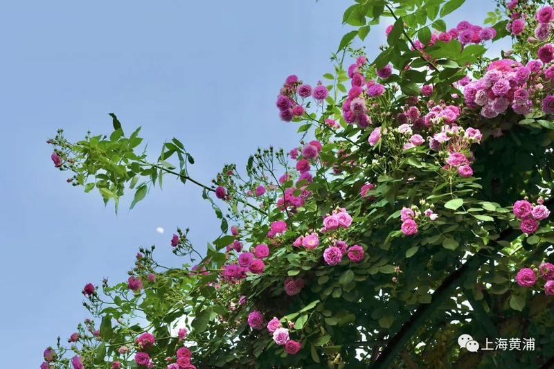 Picture of the method of breeding the season flowers