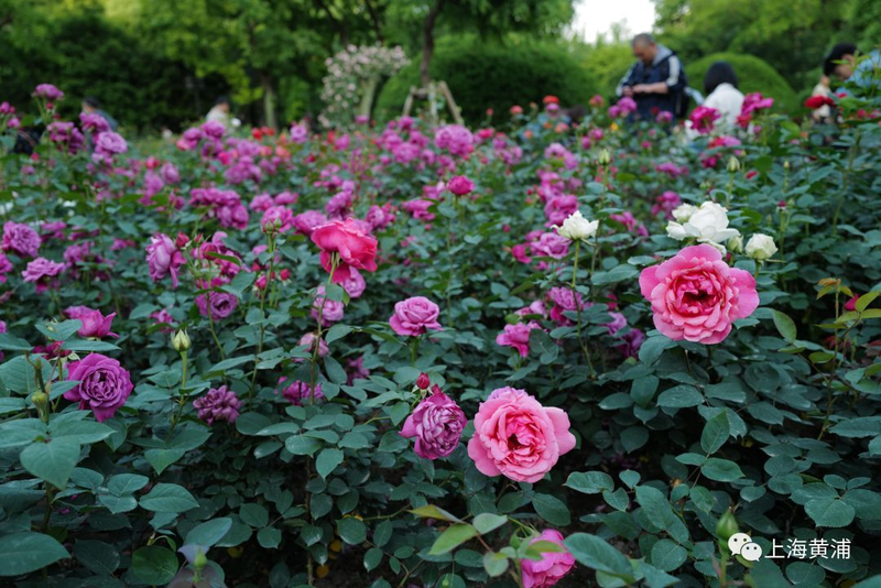 Picture of the method of breeding the season flowers