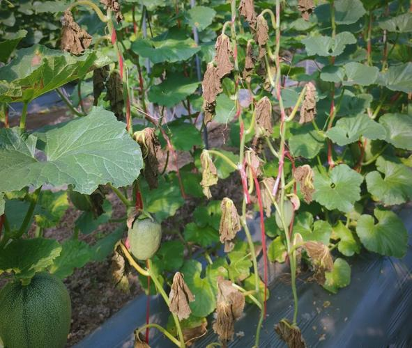 大棚哈密瓜种植技术